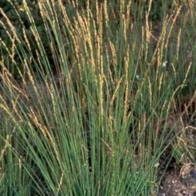 Molinia caerulea 'Edith Dudszus', 60-80 P9 Pijpenstrootje