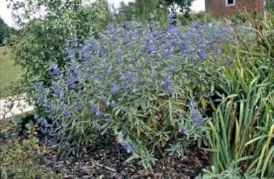 Caryopteris clandonensis 'Heavenly Blue', 20-40 2L, Blauwe spirea