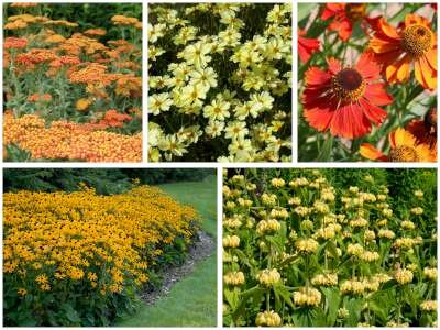 Borderpakket "Golden Hour" voor 3m&sup2; - P9 (9x9cm)