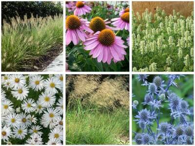 Borderpakket "Prairie Glow" voor 3m&sup2; - P9 (9x9cm)