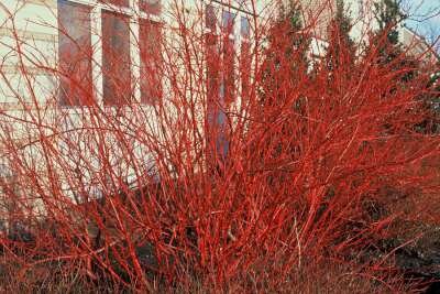 Cornus alba 'Sibirica', 20-40 3L, Witte kornoelje