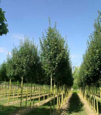 Acer camp. 'Lienco', 6/8 Blote wortel, Spaanse aak