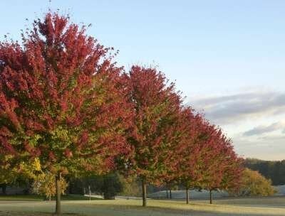 Acer freem. 'Autumn Blaze', 6/8 Blote wortel (= Jeffersred)