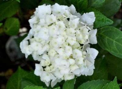 Hydrangea macro. 'Mme E.Mouill&egrave;re', 20-40 3L, Hortensia