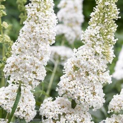 Buddleja dav. 'White Profusion', 60-80 3L, Vlinderstruik