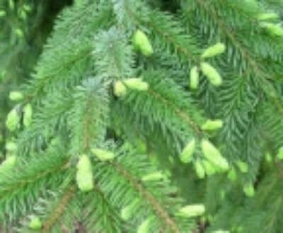 Picea omomorika, 2+1 20-30 bosplantgoed, Servische spar