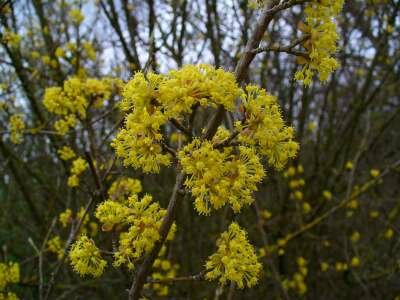 Cornus Mas, 175-200 90L, Gele Kornoelje