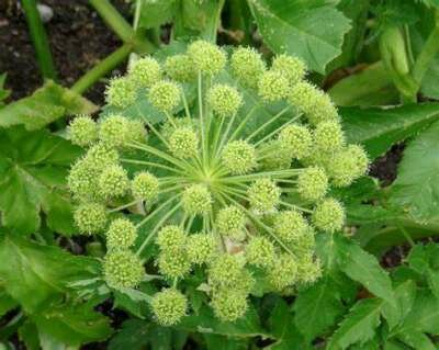 Angelica archangelica, Engelenwortel