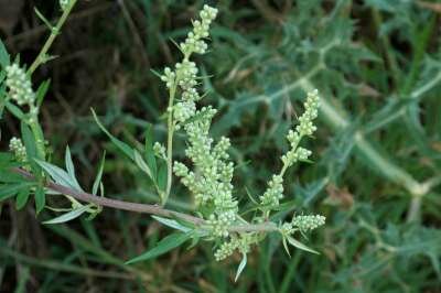 Artemisia vulgaris, Bijvoet