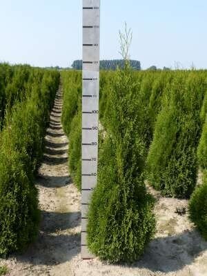 Thuja occ. smaragd, 150-175 Kluit, Levensboom