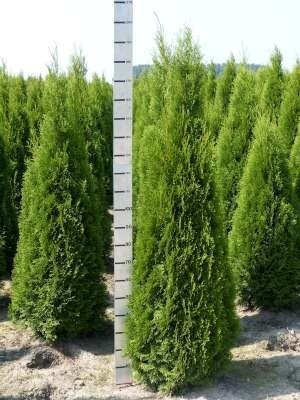Thuja occ. smaragd, 175-200 Kluit, Levensboom