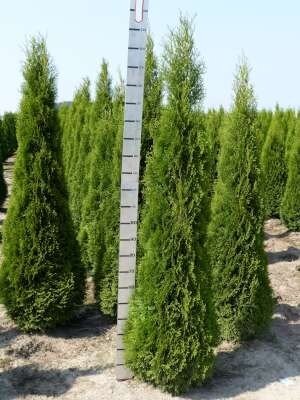 Thuja occ. smaragd, 200-225 Kluit, Levensboom