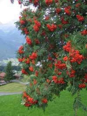 Sorbus auc. 'Wettra', 10/12 Blote wortel, Lijsterbes