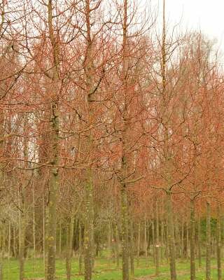 Tilia cor. 'Winter Orange', 10/12 Blote wortel, Kleinbladige linde