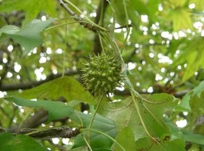 Liquidambar styraciflua, 200-250 20L, Amberboom
