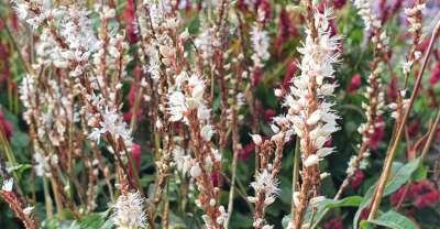 Persicaria amplexicaulis 'Alba Junior' P9 &reg; (=Polygonum),Duizendknoop