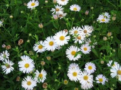 Kalimeris incisa 'Madiva', Zomeraster