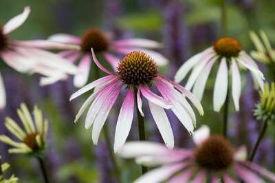 Echinacea 'Pretty Parasols' (JS Engeltje), &reg; Zonnehoed