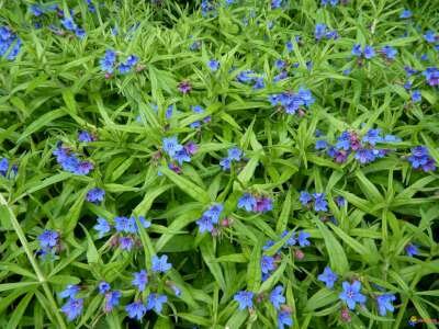Buglossoides purpurocaerulea