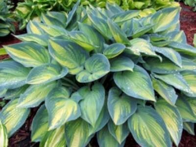 Hosta 'June', &reg; hartlelie