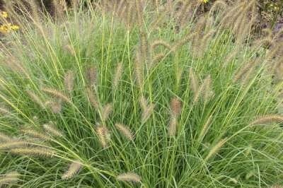 Pennisetum alopecuroides 'Gelbstiel', Lampenpoetsersgras