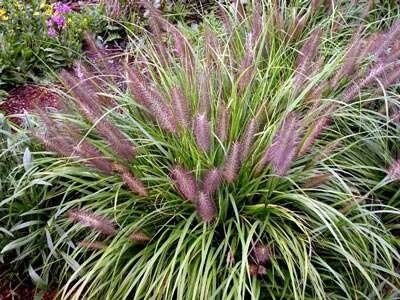 Pennisetum alopecuroides 'Red Head', Lampenpoetsersgras