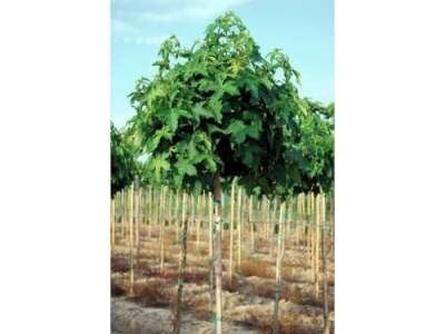 Liquidambar styr. 'Gum Ball', stamhoogte 2m 15L, Amberboom