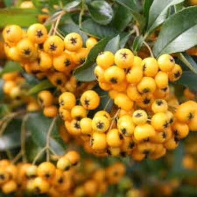 Pyracantha hybr. 'Soleil d'Or', 60-80 2L Vuurdoorn