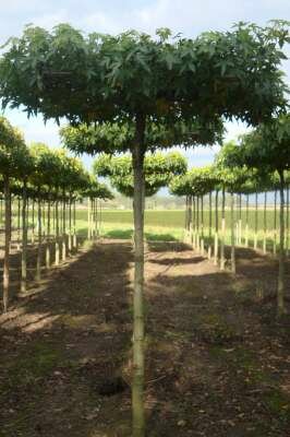 Liquidambar styraciflua, 12/14 Draadkluit, Dak-Amberboom voorgeleid met rek