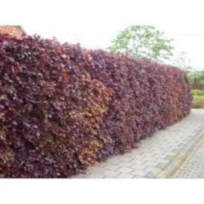 Fagus sylvatica 'Atropunicea', 100-125 blote wortel, Rode beuk