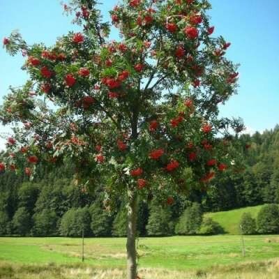 Sorbus aucuparia, 6/8 Blote wortel, Lijsterbes