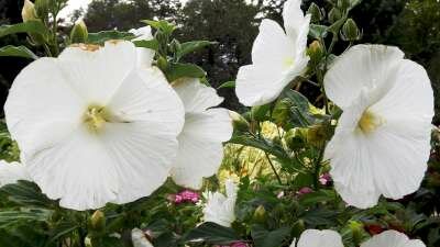 Hibiscus syriacus 'Totus Albus', 3L Altheastruik