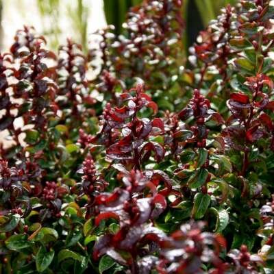 Leucothoe 'Twisting Red', 20-25 2L, Druifheide &reg;