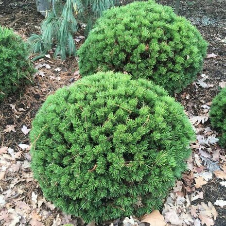 Pinus mugo 'Benjamin', 15-20 3L