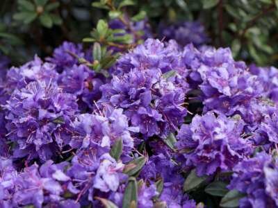 Rhododendron 'Azurika', 25-30 3L