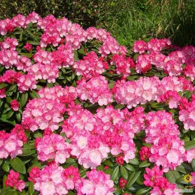 Rhododendron 'Hachmann's Polaris', 25-30 4L