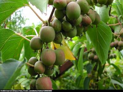 Actinidia arguta 'Weiki', 40-50 pot, Kiwibes