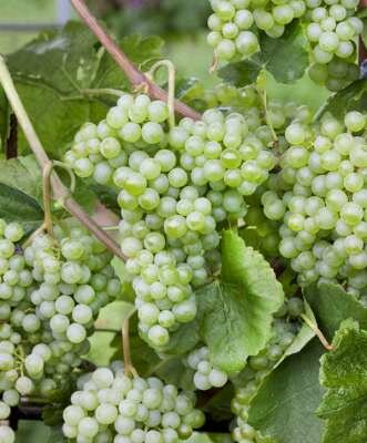 Vitis vinifera 'Lakemont', 40-50 pot, Witte druif