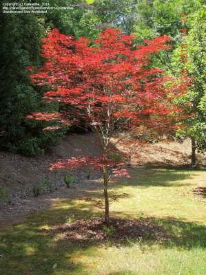 Acer palmatum 'Fireglow', 60-80 kluit, Japanse esdoorn