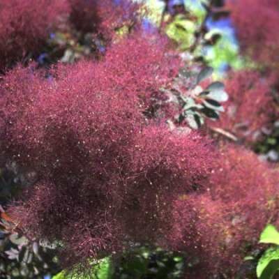 Cotinus cogg. 'Royal Purple', 80-100 Kluit, Pruikenboom