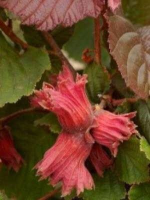 Corylus avellana 'Rode Zellernoot' 5L, Hazelnoot