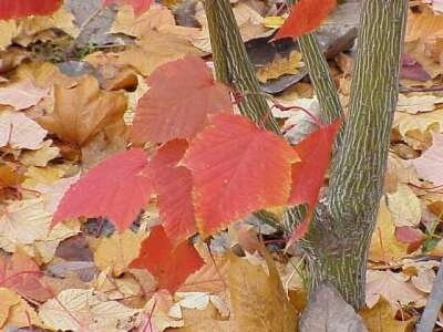 Acer capillipes 200/250 Pot, meerstammig, Slangenhuidesdoorn