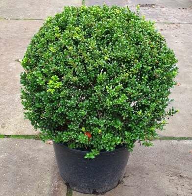 Ilex crenata 'Convexa' Bol 70cm, Japanse hulst