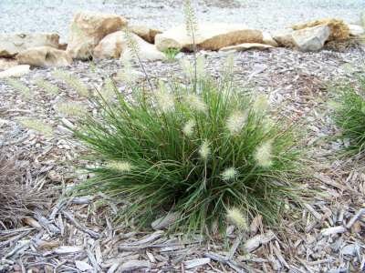 Pennisetum alopecuroides 'Tiny Twinkler', Lampenpoetsergras