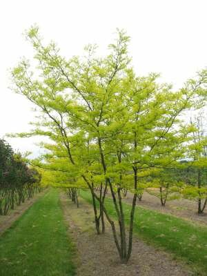 Gleditsia triac. 'Sunburst', 250/300cm 90L pot meerstammig, Amerikaanse Christusdoorn
