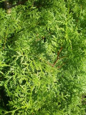 Thuja plic. 'Gelderland', 200-220 Kluit, Reuzen-levensboom