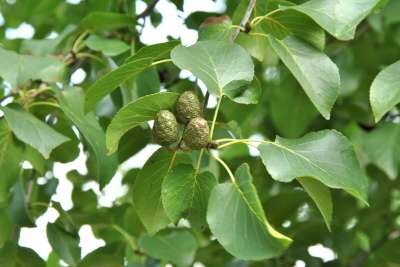 Alnus cordata, 1+1 60-100, Hartbladige els, bosplantgoed