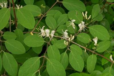 Lonicera xylosteum, Rode kamperfoelie, bosplantgoed, 1+1 60-100