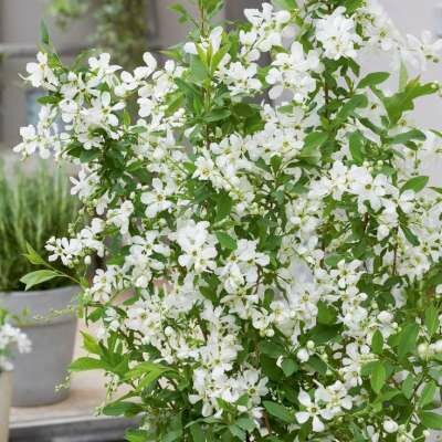 Exochorda race. 'Blushing Pearl', 3L, Parelstruik