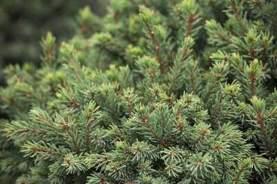 Picea gl. 'Echiniformis', 15-20 2L, Witte spar